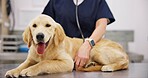 Hands, clinic and veterinarian with dog for healthcare or medical checkup, consultation and vaccine. Person, doctor and animal or pet on portrait for medicine in table with support, care and welfare