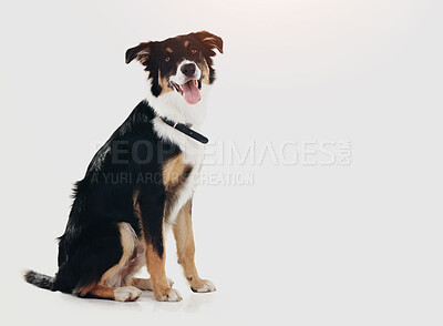 Buy stock photo Relax, space and portrait of dog in studio for pet care, healthy animal adoption or mockup. Border Collie, loyalty and happy face of calm puppy with obedience, discipline and cute on white background