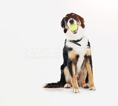 Buy stock photo Animal, dog and playing with ball in studio for sensory stimulation, training and chewing instinct on mockup space. Puppy, border collie and waiting for attention with obedience on white background