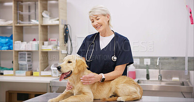 Buy stock photo Mature woman, doctor and veterinarian with dog for healthcare or medical checkup, consultation and vaccine. Clinic, insurance and animal or pet with smile for medicine with support, care and welfare