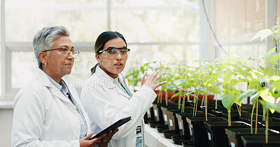 Buy stock photo Research, medical and women with tablet, plants and collaboration with connection, talk or pharmaceuticals. People, employees or researchers with tech, study or digital app for gmo results or science