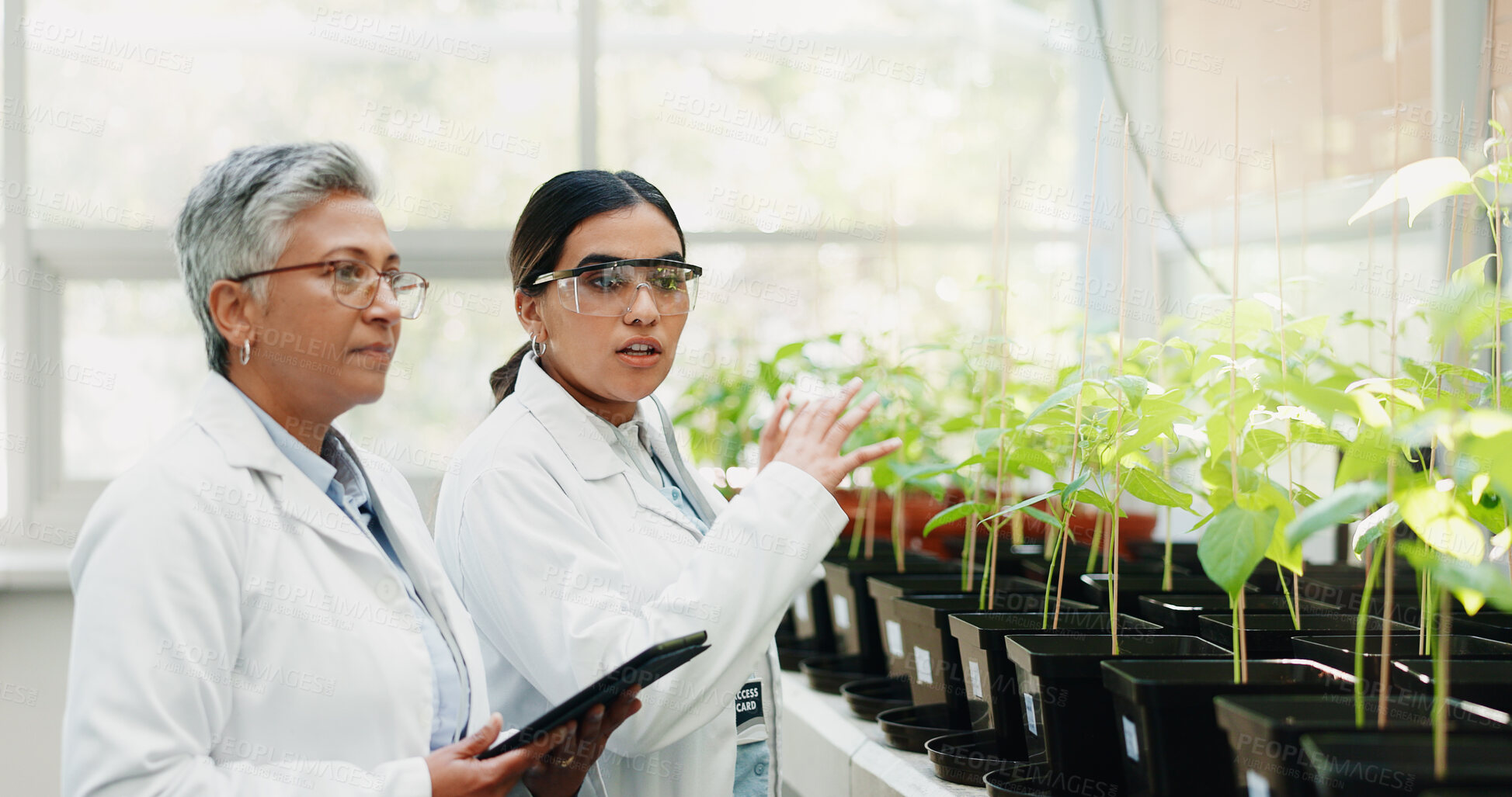 Buy stock photo Research, medical and women with tablet, plants and collaboration with connection, talk or pharmaceuticals. People, employees or researchers with tech, study or digital app for gmo results or science