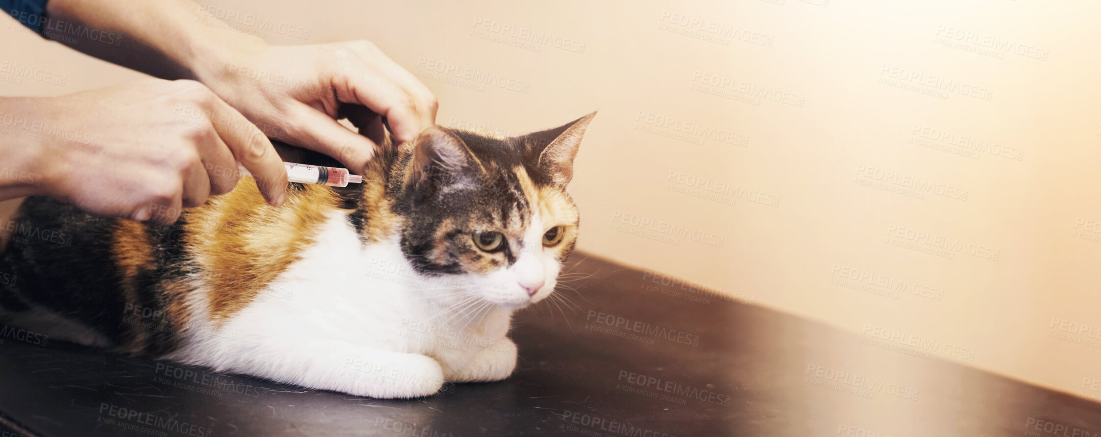 Buy stock photo Closeup shot of a cat getting examined by a vet
