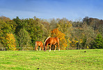 Horse, eating and grass field with trees on farmland for natural agriculture, growth or livestock at ranch. Animal, stallion or steed on farm for sustainability, ecosystem or greenery in countryside