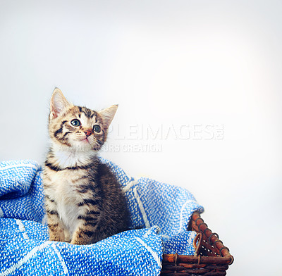 Buy stock photo Cute, pet and basket with kitten in box for adorable, emotional support and cozy protection. Furry mammal, comfortable and domestic feline with cat and relax for adoption, animal rescue or mockup