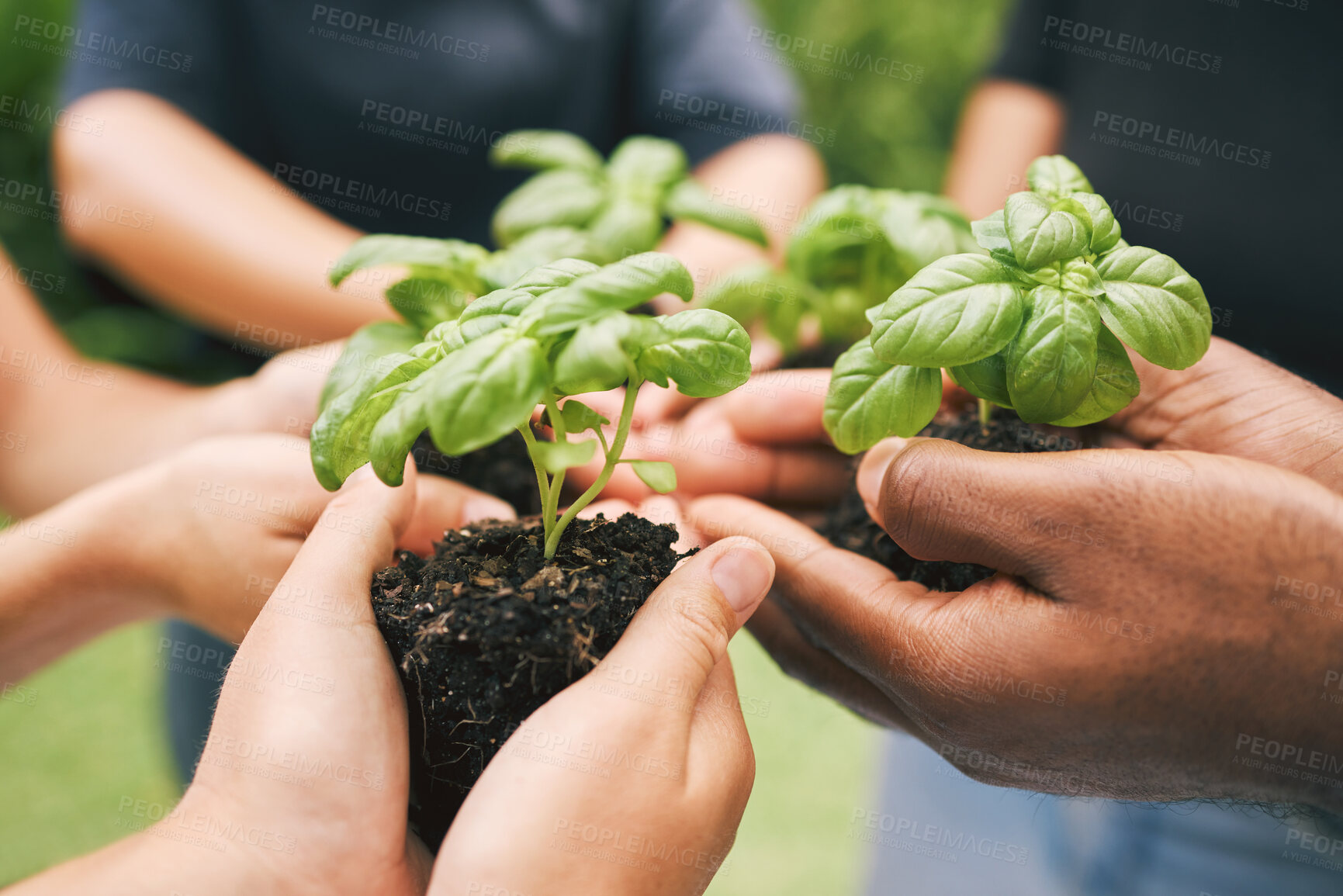 Buy stock photo People, hands and support with green plant for growth, sustainability and gardening conservation for earth day. Agriculture, volunteers and leaf in soil fertilizer for development, teamwork or nature