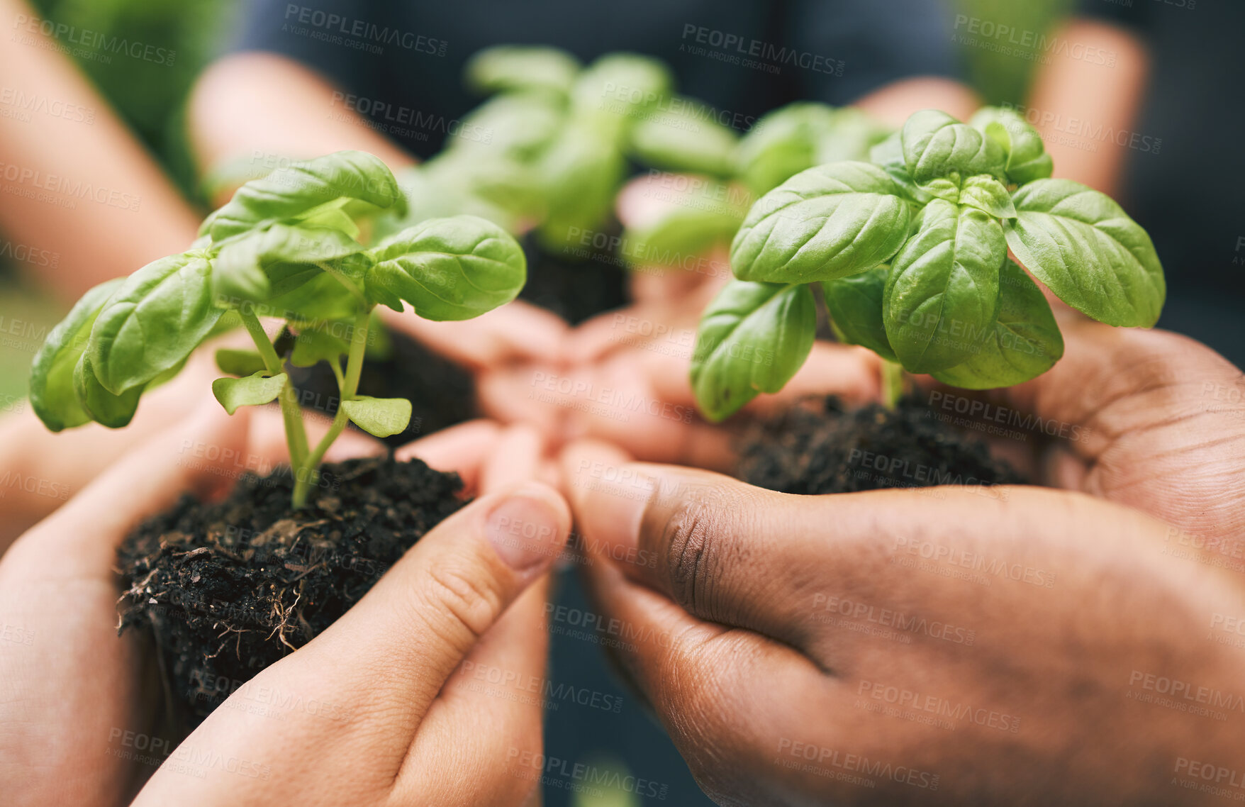 Buy stock photo People, hands and support with plants for growth, sustainability and gardening conservation for earth day. Agriculture, volunteers and leaf in soil fertilizer for eco development, teamwork and nature