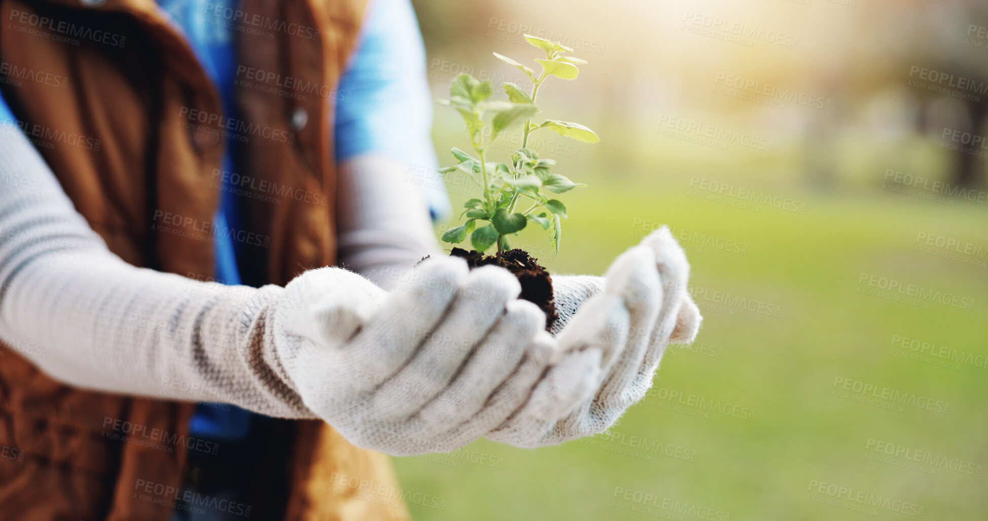 Buy stock photo Hands, woman or plants with nature, support or earth day with carbon footprint. Closeup, person or seedling for environment, sustainability or climate change with sapling, new tree life or green leaf