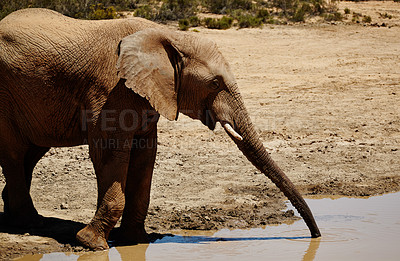 Buy stock photo Wildlife, elephant and drinking at waterhole in desert for hydration, endangered species and biodiversity. Thirsty, indigenous animal and natural habitat at game reserve for sustainability or ecology