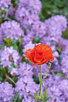 Nature, flower and rose with lavender bush in garden for natural growth, blooming or blossom in spring. Closeup, root or plant with red petals for ecology or leaves with lush or botanical ecosystem