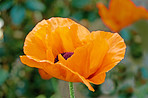 Outdoor, garden and orange flower in environment with leaves for eco friendly, growth and destination. Nature, greenery and poppy floral plant with petals with for horticulture in park or field.