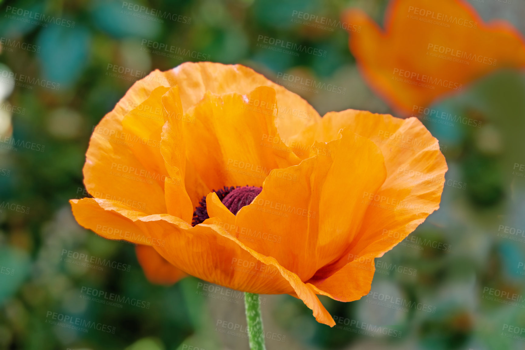Buy stock photo Outdoor, garden and orange flower in environment with leaves for eco friendly, growth and destination. Nature, greenery and poppy floral plant with petals with for horticulture in park or field.