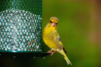 Carduelis chloris - Greenfinch. Beautiful garden bird in Europe, incl. Denmark