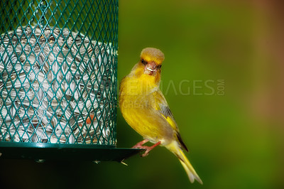 Buy stock photo Environment, seeds and greenfinch on birdfeeder in nature for sustainability, ornithology or ecosystem. Garden, fauna and closeup of animal in countryside for bird watching, conservation and park