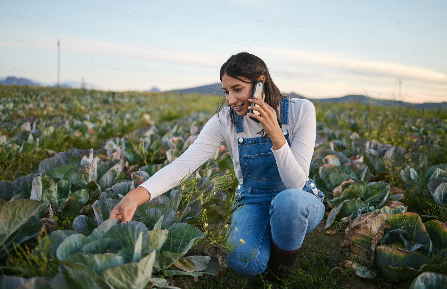 Buy stock photo Farmer, phone call and woman in nature, talking and growth of crops, planning and business of cabbage. Environment, thinking and person in countryside, supplier and entrepreneur with vegetables