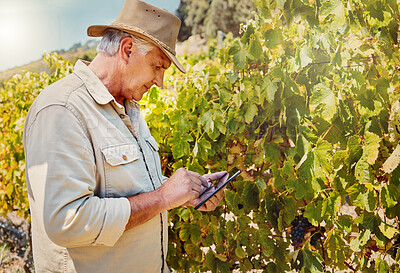 Buy stock photo Grapes, farmer and man with tablet in vineyard, small business or sustainable growth for fruits. Farming, male person and senior owner with digital for quality control, agriculture or wine production