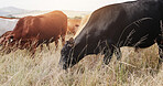 Farming, field and cattle on grass, countryside and dairy farm for sustainability, agriculture and ecology. Cows, nature and livestock production, ranch animals and beef with meat or milk industry
