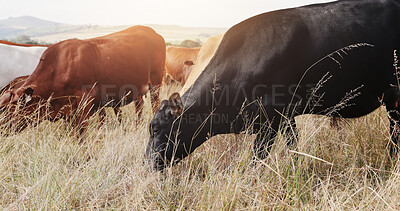 Buy stock photo Farming, field and cattle on grass, countryside and dairy farm for sustainability, agriculture and ecology. Cows, nature and livestock production, ranch animals and beef with meat or milk industry
