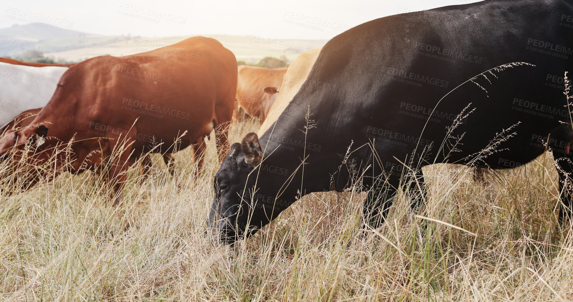 Buy stock photo Farming, field and cattle on grass, countryside and dairy farm for sustainability, agriculture and ecology. Cows, nature and livestock production, ranch animals and beef with meat or milk industry
