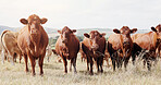 Farming, portrait and cattle on grass, countryside and dairy farm for sustainability, agriculture or ecology. Cows, nature and livestock production, ranch animals and beef with meat or milk industry
