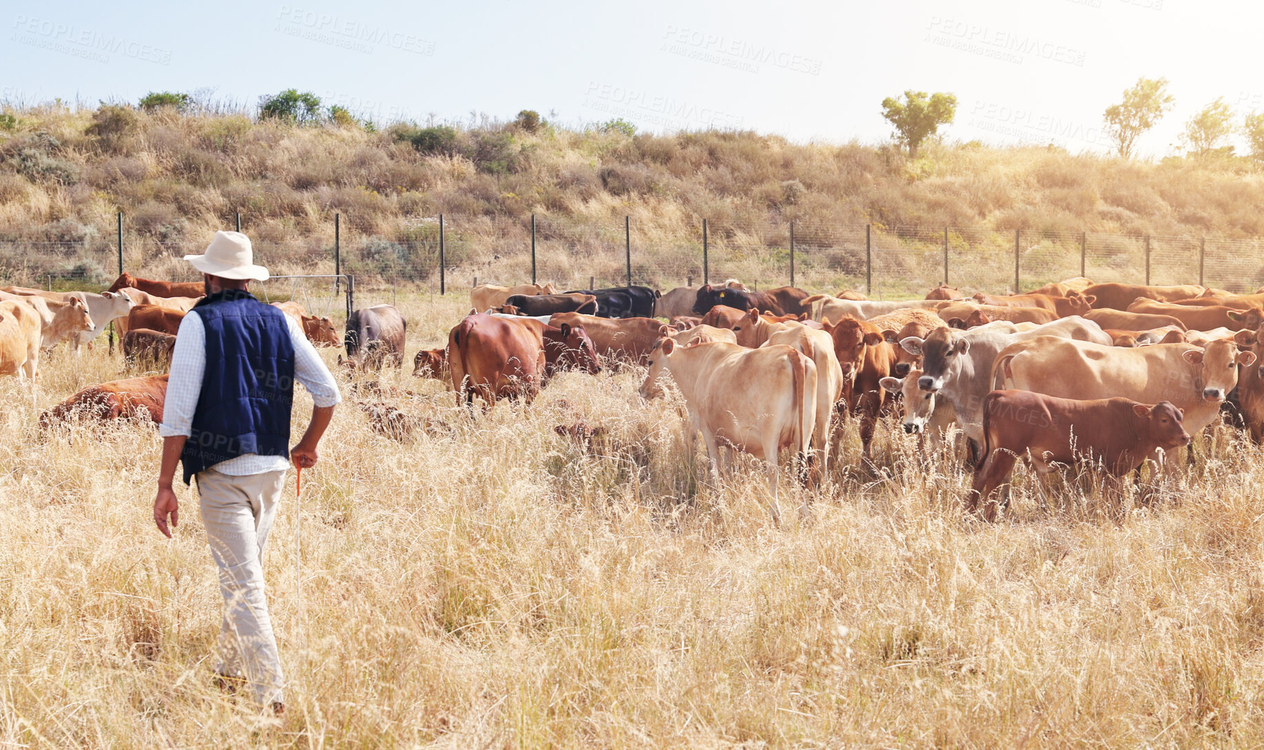 Buy stock photo Cattle, farmer and countryside with beef, agriculture and dairy production on field. Outdoor, nature and livestock in Africa with care, working and animal farming work with mockup and back at job