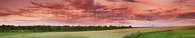 Buy stock photo Grass, wheat and farm with sunset outdoor of grain harvest, agriculture field and crop production of environment. Countryside, nature sunrise and morning horizon, plant growth and sustainable process