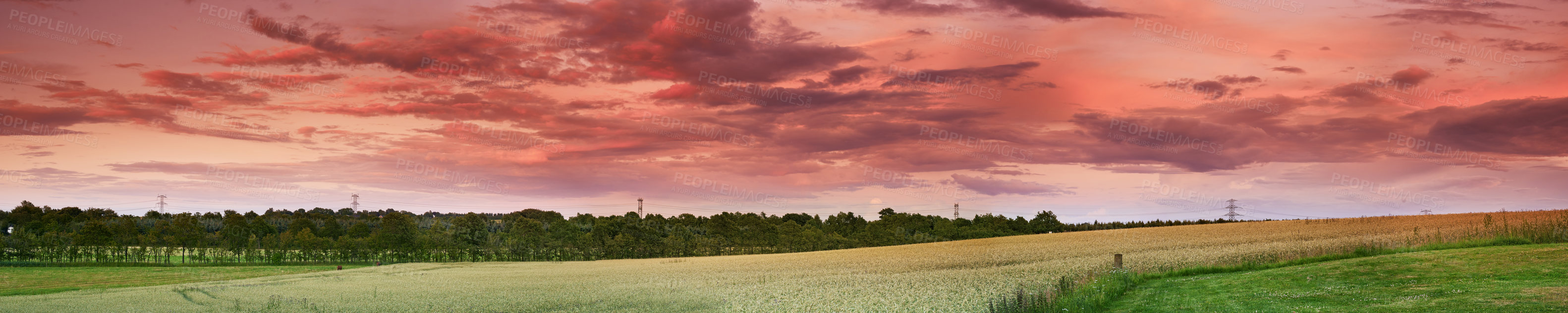 Buy stock photo Grass, wheat and farm with sunset outdoor of grain harvest, agriculture field and crop production of environment. Countryside, nature sunrise and morning horizon, plant growth and sustainable process