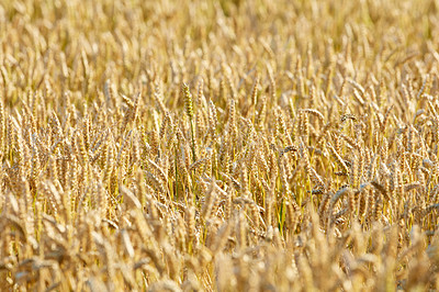 Buy stock photo Grass, wheat and field with harvest outdoor for grain, agriculture farm and crop production of environment. Countryside, nature closeup and organic food, plant development and sustainable process