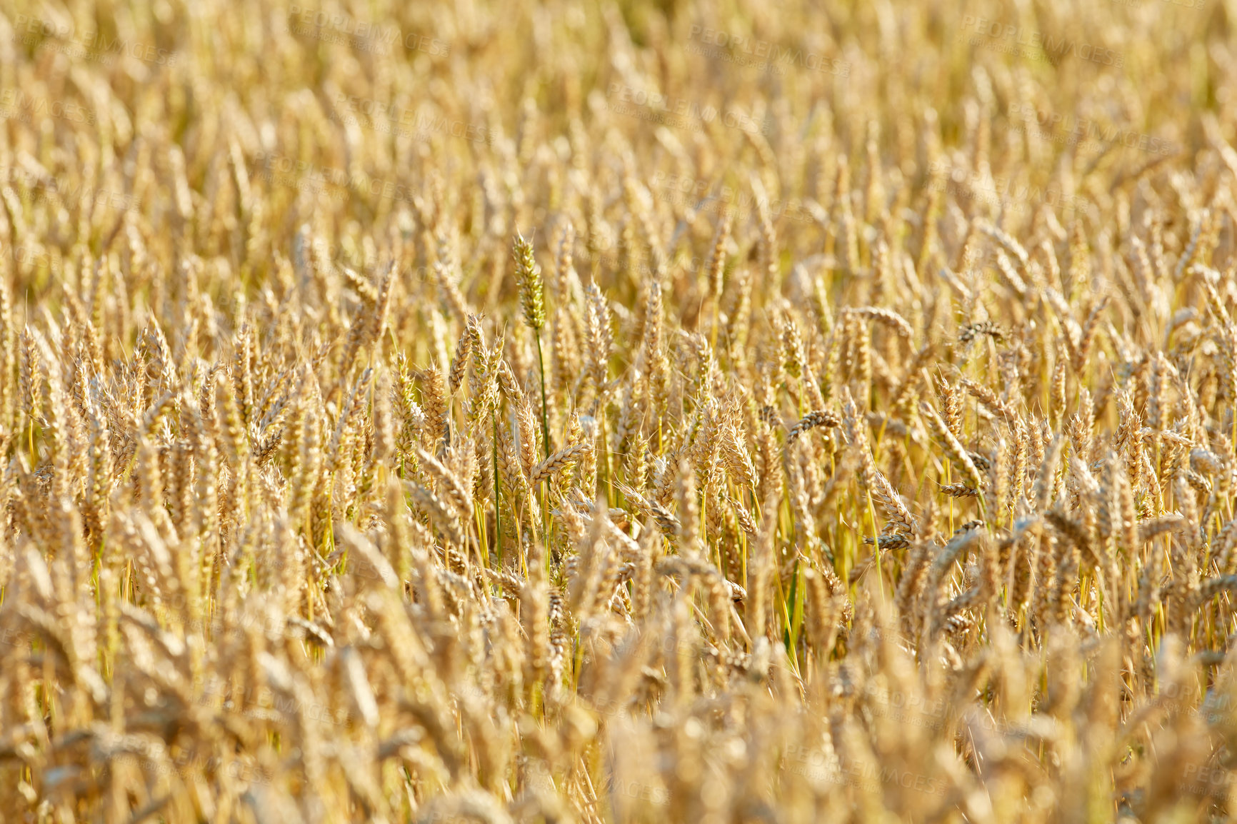 Buy stock photo Grass, wheat and field with harvest outdoor for grain, agriculture farm and crop production of environment. Countryside, nature closeup and organic food, plant development and sustainable process