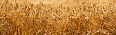 Buy stock photo Grass, grain and field with growth outdoor of wheat harvest, agriculture farm and crop production of environment. Countryside, nature and rice farming, organic plant and sustainable with food process