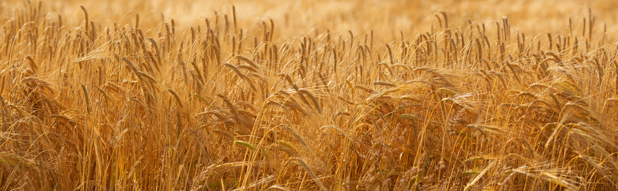 Buy stock photo Grass, grain and field with growth outdoor of wheat harvest, agriculture farm and crop production of environment. Countryside, nature and rice farming, organic plant and sustainable with food process