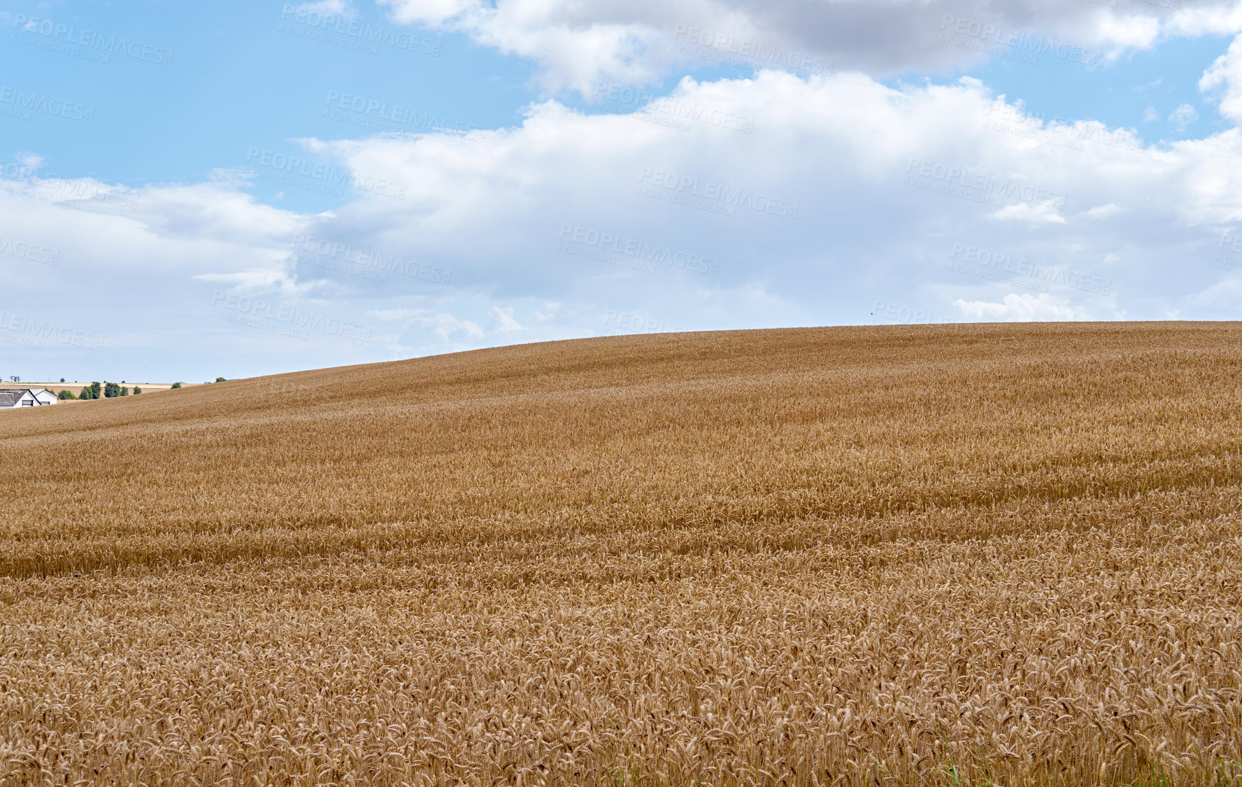 Buy stock photo Grain, harvest and field for growth outdoor of wheat farm, agriculture land and crop production. Countryside, nature and rice farming of organic plant, sustainable environment and food development