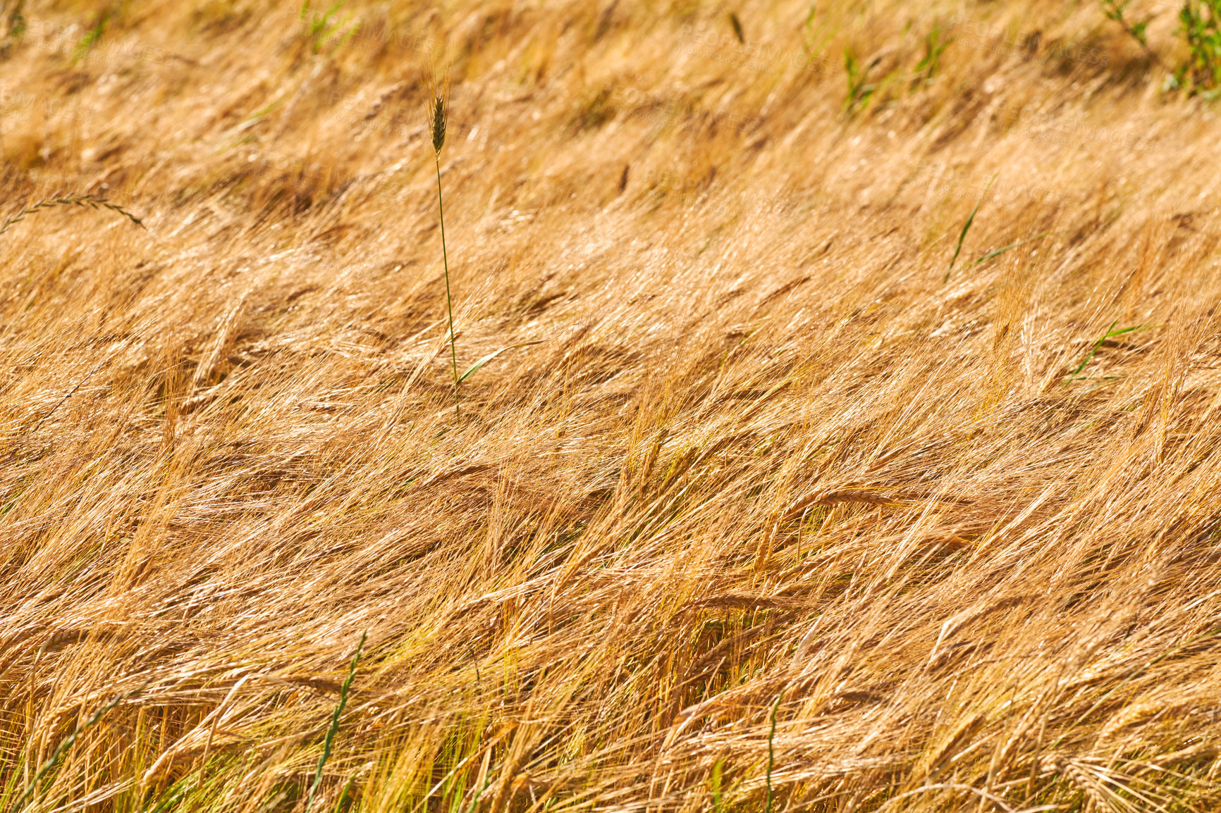 Buy stock photo Field, wheat and agriculture for food supply with farming, sustainability and growth. Outdoor, landscapes and countryside for environment with nature, organic and harvest for plantation or production