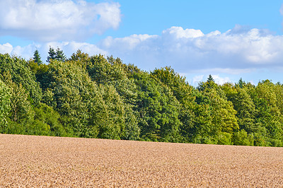 Buy stock photo Forest, wheat and agriculture for food supply with farming, sustainability and growth. Landscape, trees and countryside for environment with nature, organic and field for production and natural