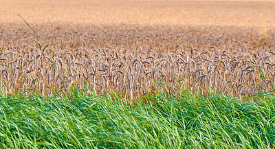 Buy stock photo Grass, wheat and agriculture for food supply with farming, sustainability and growth for future. Field, landscape and countryside for environment with nature, organic and harvest for production