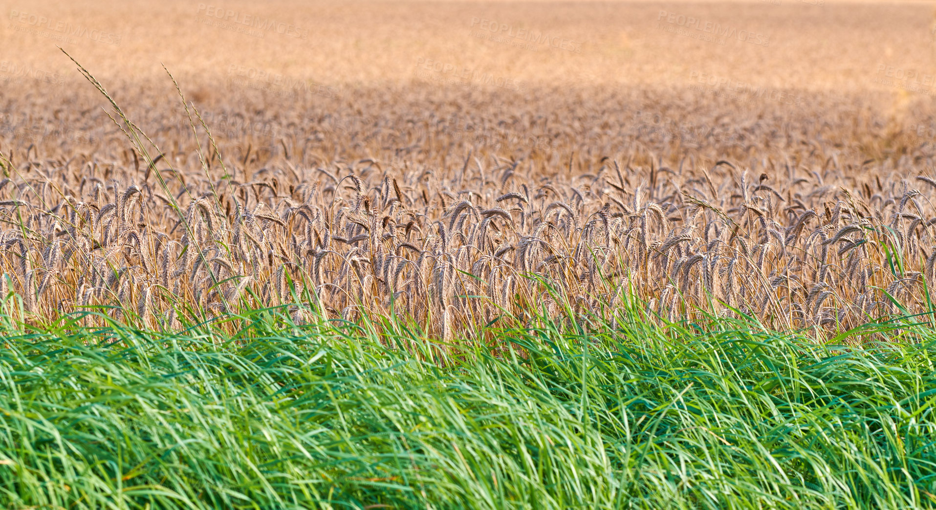 Buy stock photo Grass, wheat and agriculture for food supply with farming, sustainability and growth for future. Field, landscape and countryside for environment with nature, organic and harvest for production