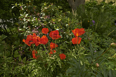 Buy stock photo Environment, flower and growth in nature, outdoor and plants in forest, sustainable and leaves in morning. Blossom, petal and sprout of poppies, floral and eco friendly in spring, ecosystem or Europe