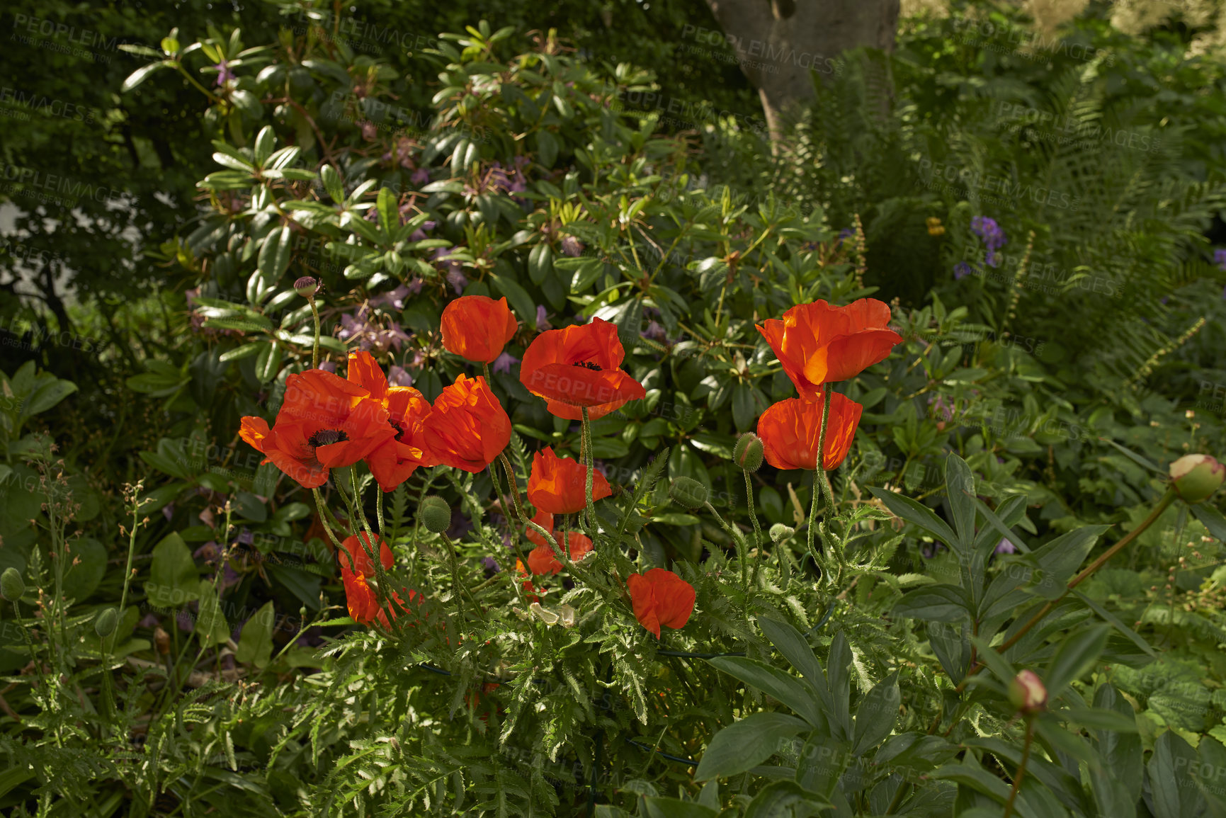 Buy stock photo Environment, flower and growth in nature, outdoor and plants in forest, sustainable and leaves in morning. Blossom, petal and sprout of poppies, floral and eco friendly in spring, ecosystem or Europe