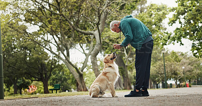 Buy stock photo Training, dog and fitness with old man in park for walking, adventure and health. Animal care, support and morning with person and Labrador pet in nature for bonding, guide and wellness together