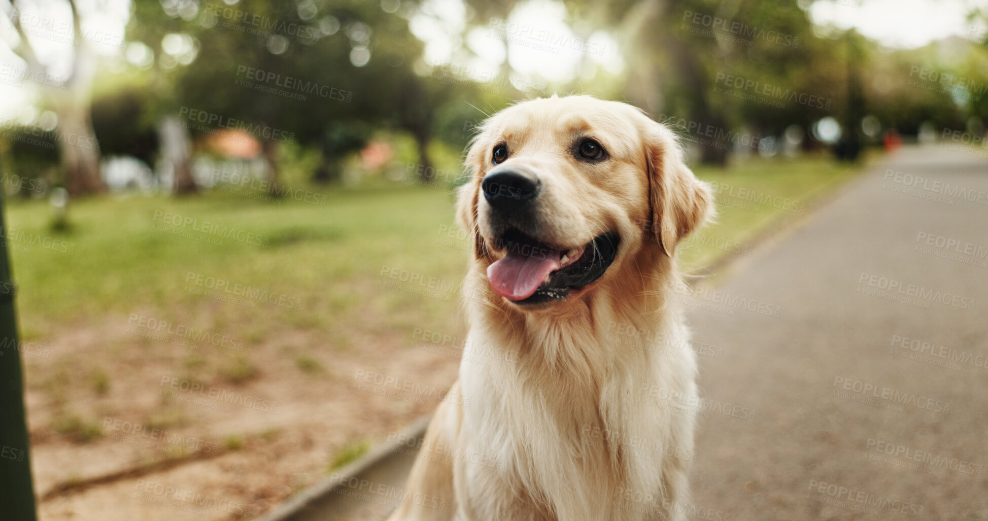 Buy stock photo Happiness, relax and dog in park, pet and cheerful with fur, summer and carefree. Outdoor, sunshine and animal with nature, break and calm with golden retriever, healthy and playful with fun