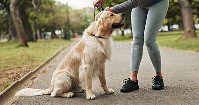Buy stock photo Walking, dog and love with legs in park for training, adventure and relax. Animal care, support and morning with person and petting Labrador in nature for bonding, guide and wellness together