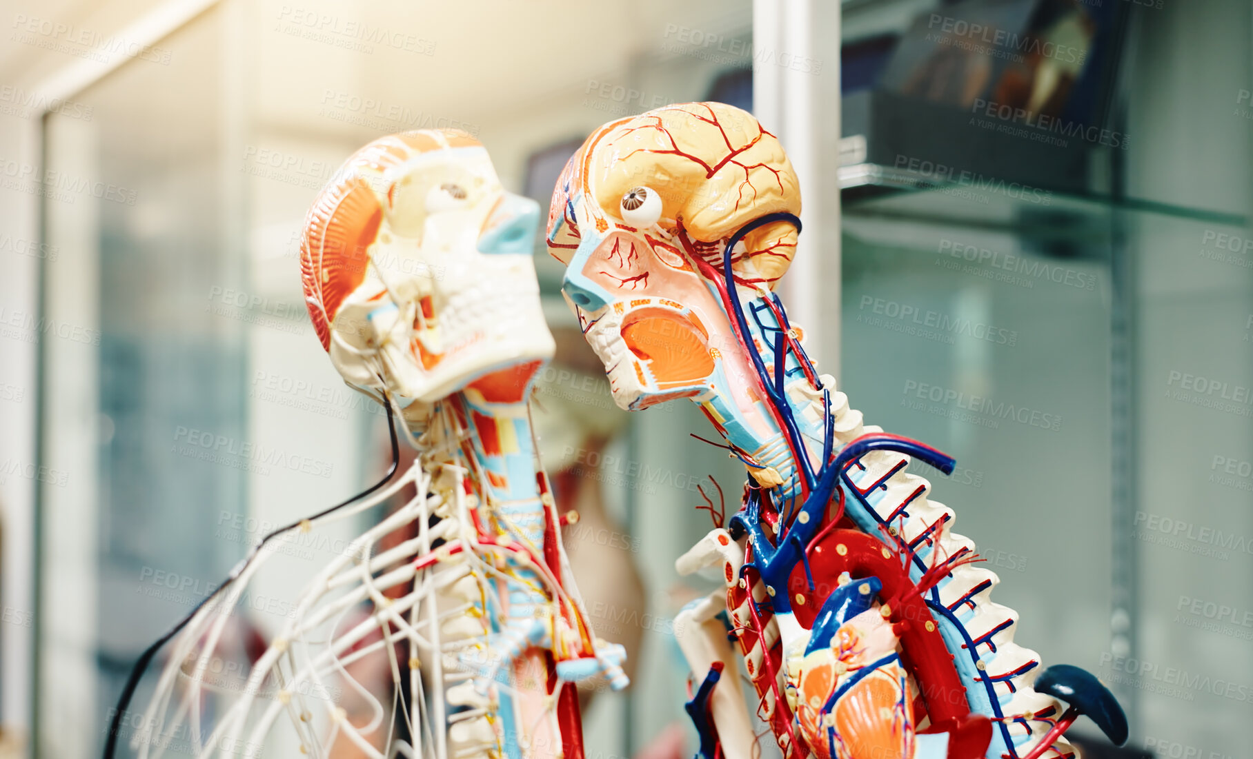 Buy stock photo Medical school, research and human model for study, skeleton and cardiology in science or health. Circulatory system, medicine and biology as anatomy, organs or heart for learning or college in Japan