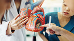 Hands, medical school and heart for emergency, education or practical training in hospital as students. People, learning and healthcare for wellness, knowledge or cardiology with human model in Japan