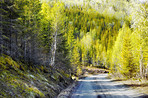 Route, trees and environment of forest, nature and road to travel in wilderness, scenery and green. Outdoor, woods and pathway for journey, view and adventure in national park, morning and Canada