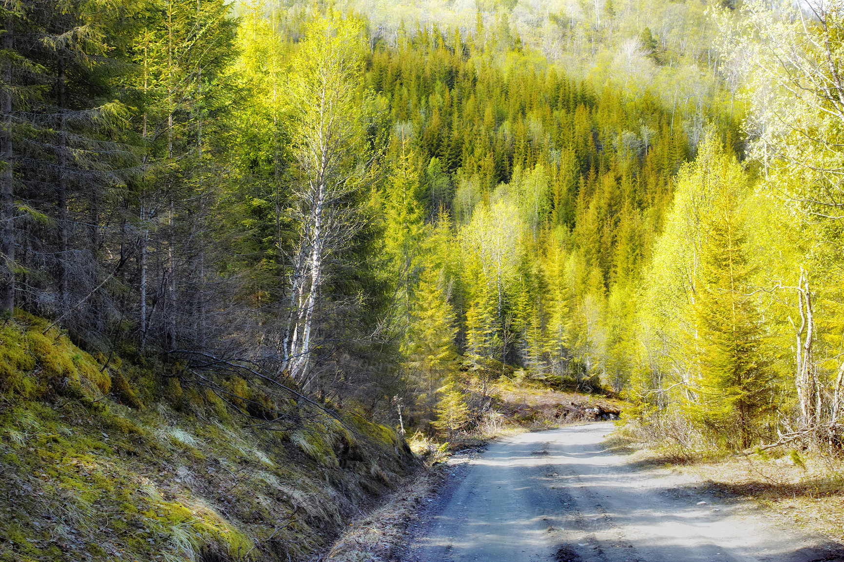 Buy stock photo Route, trees and environment of forest, nature and road to travel in wilderness, scenery and green. Outdoor, woods and pathway for journey, view and adventure in national park, morning and Canada
