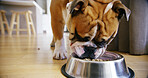 Diet, dog and eating food in home with purebred pet for breakfast, companionship or hunger. Animal, bowl and nutrition with thoroughbred bulldog on wooden floor in home for dish, meal or snack