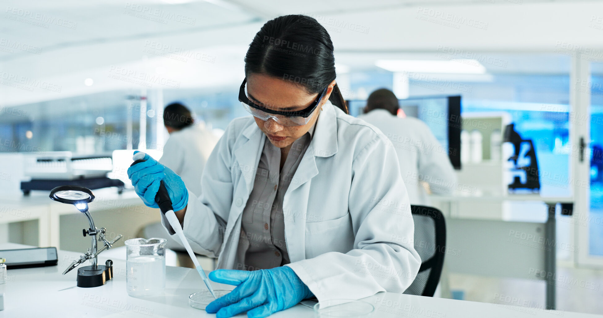 Buy stock photo Scientist, woman and research with pipette, petri dish and sample preparation in biotech laboratory. Biochemistry, bacteria and solution with technician for DNA study, genetic innovation or results