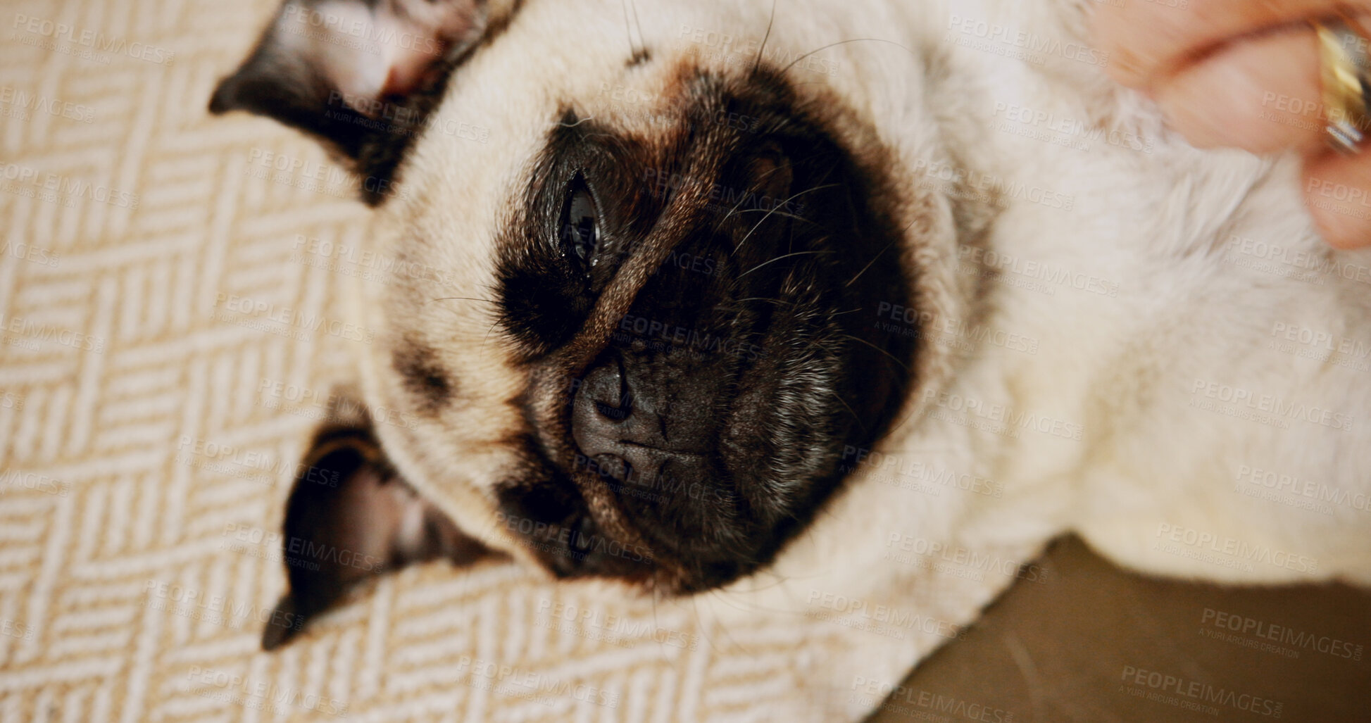 Buy stock photo Sweet, relax and dog on floor in home for loyalty, companion or calm in living room on carpet. Cute, chilling and comfortable pug puppy for pet or animal resting with peace on rug in apartment.