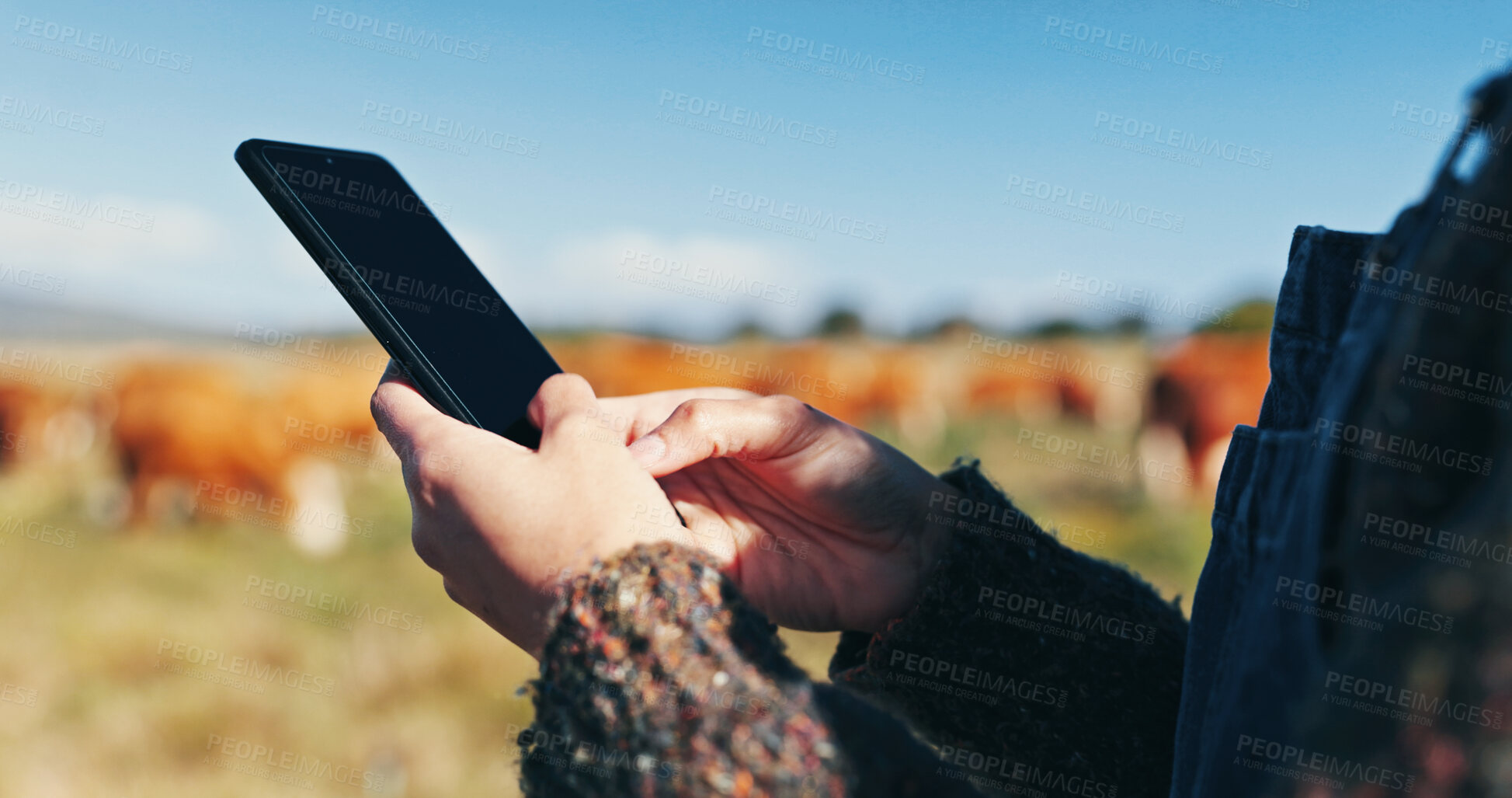 Buy stock photo Woman, hands and farmer with phone on field, agriculture and chat to client for organic beef deal. Female person, outdoor and online for production tips on sustainability, cattle and plan export