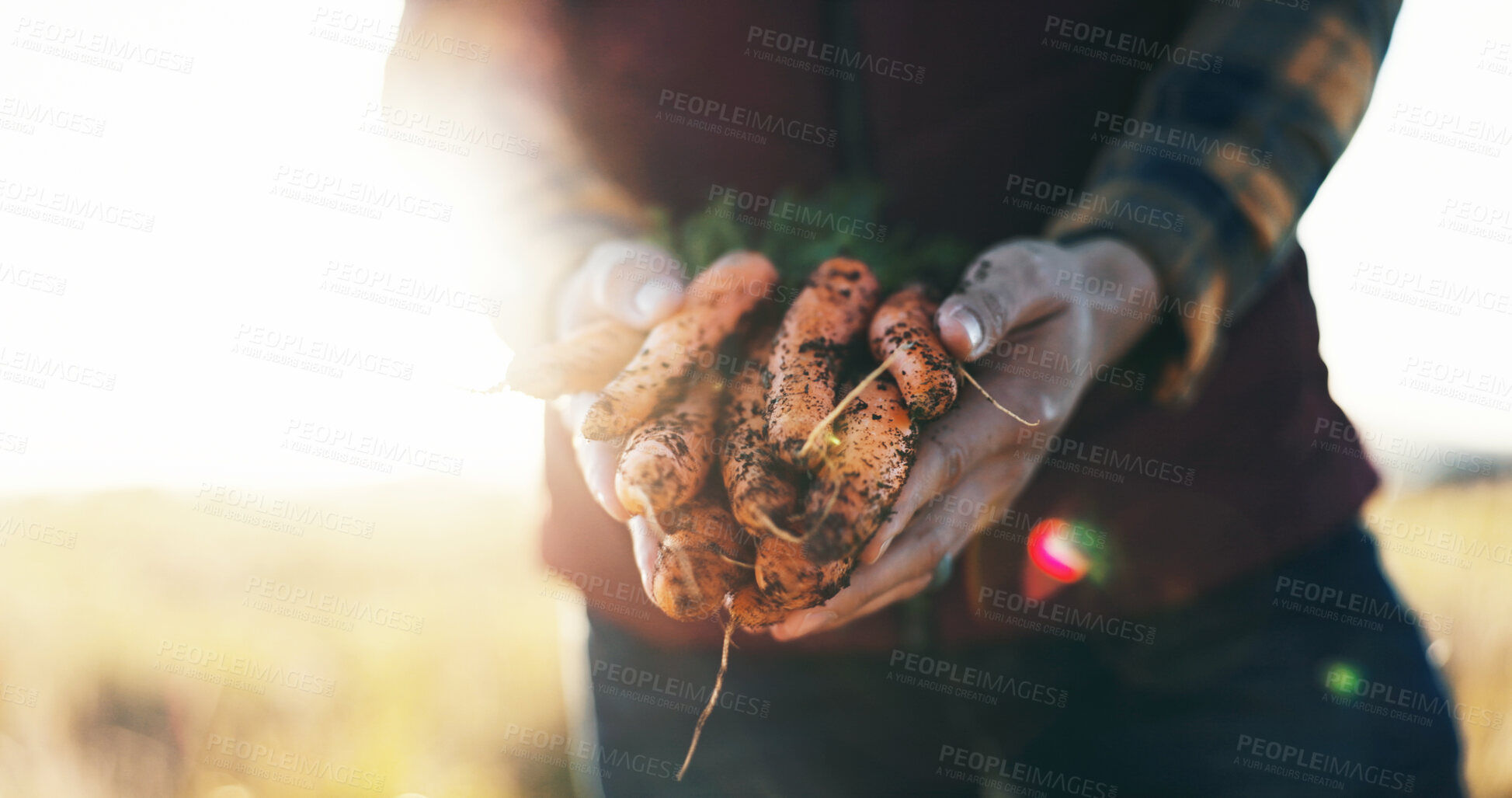 Buy stock photo Hands, agriculture and man with carrots on farm for sustainable, nutrition or produce business. Organic, outdoor and closeup of male person with fresh vegetables for food production in countryside.